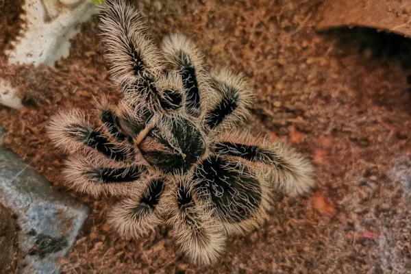 Baby Tarantula: Nature’s Tiny, Fuzzy Wonder Baby Tarantula