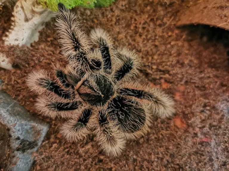 Baby Tarantula