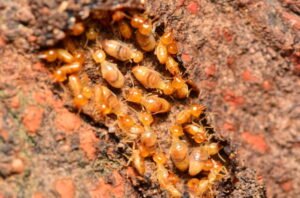 termite control services gympie