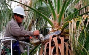 palm cleaning gold coast