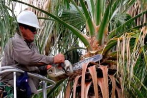 palm cleaning gold coast