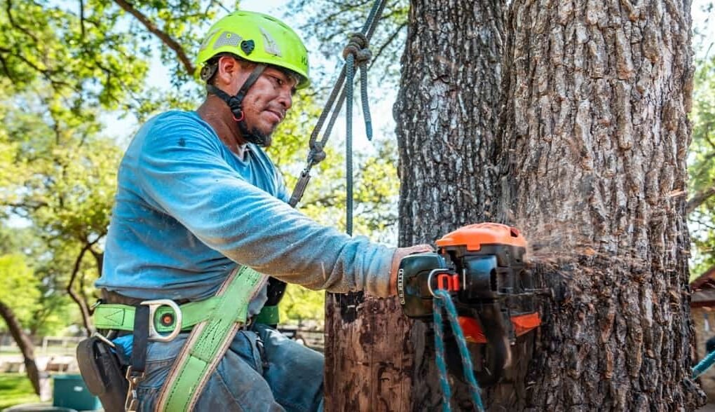 Tree Cutting