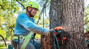 Tree Cutting