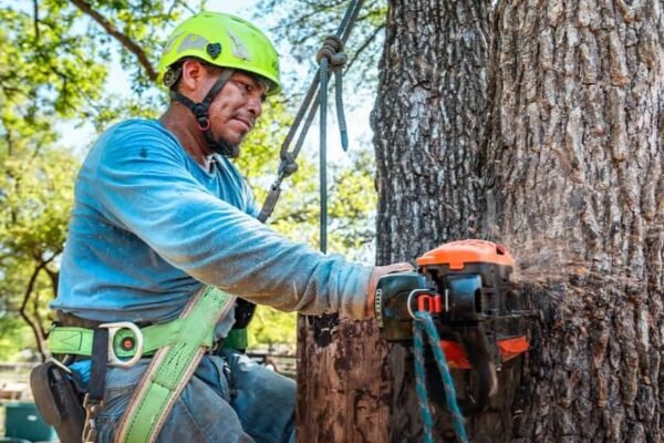 Tree Cutting